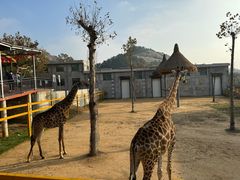 -西霞口神雕山野生动物世界