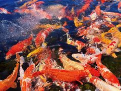 -宁波杭州湾国家湿地公园