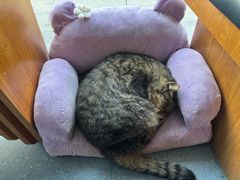 -伟伟宠物医院·瑞派猫友好医院·猫科(光谷店)