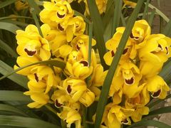 -三圣花乡旅游区