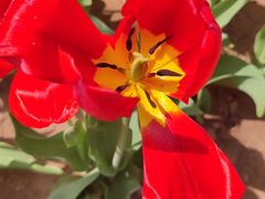 -石家庄市植物园