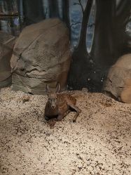 -酷嗒动物文化乐园(cutezoo西溪乐天城店)