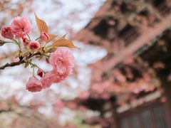 -西安青龙寺遗址景区
