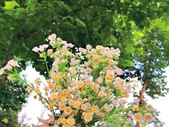 -两河城市森林公园