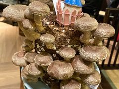 活体松香菇-捞王锅物料理(上海世茂广场店)