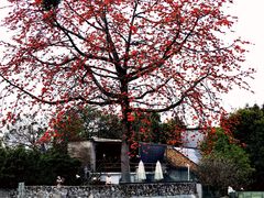-喜洲吧·江畔老船厂·庭院餐厅(喜临院店)