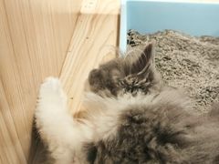 -屋虎猫馆(宝安大仟里店)