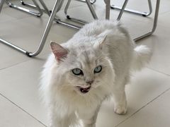 -怪兽屋·羊驼·猫咖·狗咖(俊华广场店)
