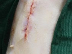 -安安宠物医院(情缘分院)