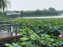 -大兴滨河森林公园