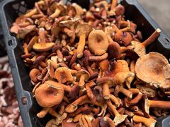 -草墩罗非鱼庄•野生菌•腊排骨(七星街上段店)