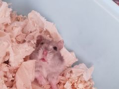 -北京观赏动物医院·24小时大型综合·猫专科·异宠专科