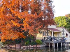 -上海共青森林公园