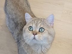 -有喵·猫咖·狗咖·40+猫狗有小奶狗(岗厦店)