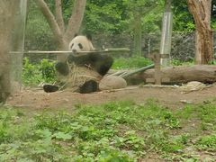 -都江堰中华大熊猫苑