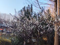 -洛阳市隋唐城遗址植物园