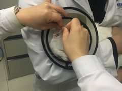 -中农大我爱我爱24h动物医院·中医针灸·猫专科·骨科医疗中心(双井店)