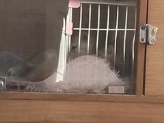 -宝鸡东道花鸟鱼虫市场(吉利花园商场店)