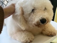 -怪兽屋·羊驼·猫咖·狗咖(俊华广场店)