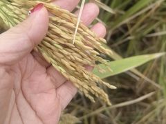 -中国天府农业博览园