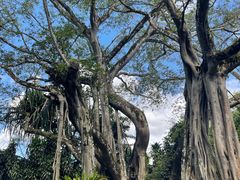 -瑞丽独树成林风景区