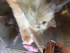 -房东的猫宠物生活馆