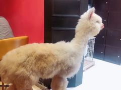 -猫色咖啡·猫咖