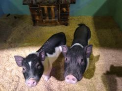 -酷嗒动物文化乐园(cutezoo西溪乐天城店)