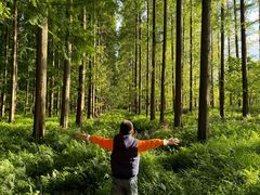 -黄海国家森林公园