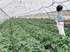 -小鱼草莓采摘园农家乐·小鱼餐厅