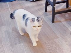-柴迷FANS CLUB·柴犬狗咖·猫咖