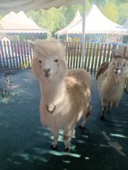 -萌宠亲子动物乐园(槐房万达店)