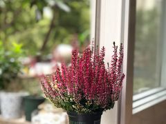 -双季花艺园艺市场(浦东店)