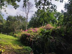 -西双版纳基诺山寨