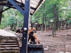 -宫城藏王狐狸村