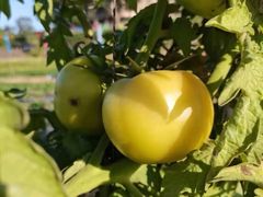 -南国桃园旅游度假区