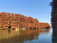 -上海海湾国家森林公园