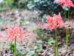 -上海滨江森林公园