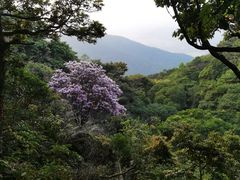 -梧桐山风景名胜区