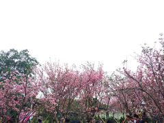 -天适樱花悠乐园