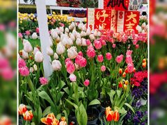 -荷兰花海