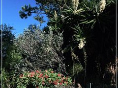 -墨尔本皇家植物园