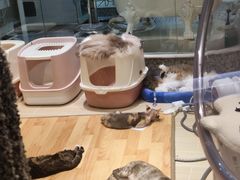 -momokira米努特·德文卷毛猫·棉花面纱犬