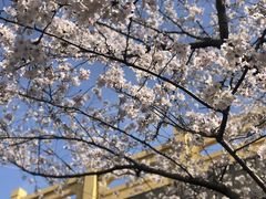 -高东镇樱花园