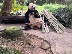 -都江堰中华大熊猫苑