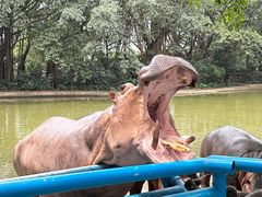 -广州长隆飞鸟乐园