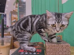 -藏猫猫咖啡主题馆(中央大道店)