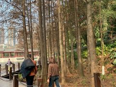 -重庆彩云湖湿地公园