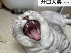 -奈诺甜品·生日蛋糕·下午茶(古城店)