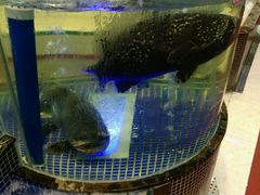 -欢乐海岸美食联盟